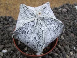 Astrophytum coahuilense snow (Super Coahuilense), pot 5,5 cm - 12396607