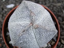 Astrophytum Onzuko tricostatum, pot 5,5 cm