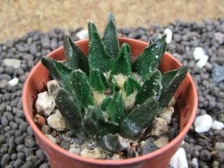 Ariocarpus scapharostrus Rayones, pot 5,5 cm - 12396614