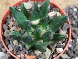 Ariocarpus scapharostrus Rayones, pot 5,5 cm - 12396621