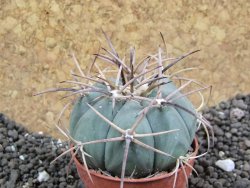 Echinocactus horizonthalonius Hipolito pot 5,5 cm - 12396648