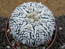 Astrophytum Super Kabuto pot 6,5 cm - 12396679