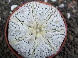 Astrophytum Super Kabuto pot 6,5 cm