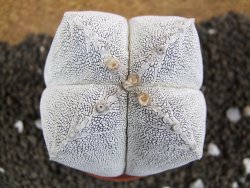 Astrophytum Onzuko Quadricostatum, pot 8 cm - 12396751