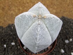 Astrophytum Onzuko Quadricostatum, pot 8 cm - 12396754