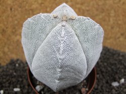 Astrophytum Onzuko Quadricostatum, pot 8 cm - 12396755