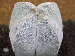 Astrophytum Onzuko Quadricostatum, pot 8 cm - 12396759