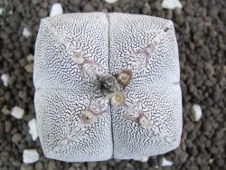 Astrophytum Onzuko Quadricostatum, pot 8 cm - 12396808