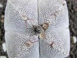 Astrophytum Onzuko Quadricostatum, pot 8 cm - 12396809