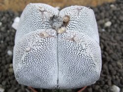 Astrophytum Onzuko Quadricostatum, pot 8 cm