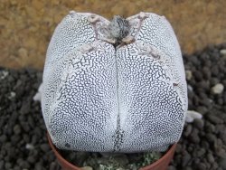 Astrophytum Onzuko Quadricostatum, pot 8 cm - 12396811