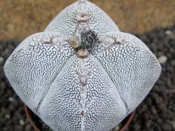 Astrophytum Onzuko Quadricostatum, pot 8 cm - 12396812