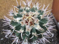 Echinofossulocactus coptonogonus Ventura XXXL, pot 12 cm