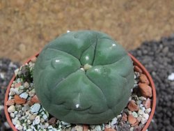 Lophophora difusa ? lutea, pot 6,5 cm - 12396877