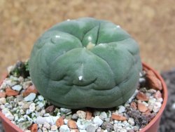 Lophophora difusa ? lutea, pot 6,5 cm - 12396878