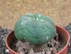 Lophophora difusa ? lutea, pot 6,5 cm - 12396879