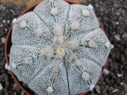 Astrophytum Hanazano Kabuto hybrid Snow pot 7 cm - 12396898
