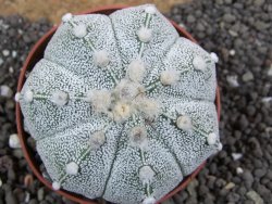 Astrophytum Hanazano Kabuto hybrid Snow pot 7 cm