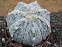 Astrophytum Hanazano Kabuto hybrid Snow pot 7 cm - 12396900