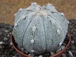 Astrophytum Hanazano Kabuto hybrid Snow pot 7 cm - 12396901