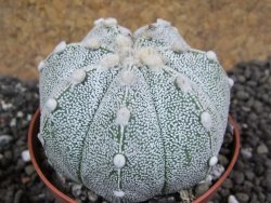 Astrophytum Hanazano Kabuto hybrid Snow pot 7 cm - 12396902