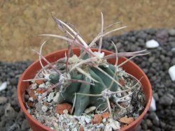 Echinocactus parryi Ciudad Juarez, pot 5,5 cm - 12396913