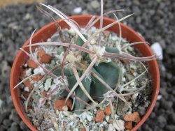 Echinocactus parryi Ciudad Juarez, pot 5,5 cm - 12396914