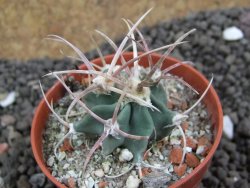 Echinocactus parryi Ciudad Juarez, pot 5,5 cm - 12396915