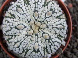 Astrophytum Super Kabuto pot 5,5 cm - 12396918