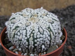 Astrophytum Super Kabuto pot 5,5 cm - 12396920