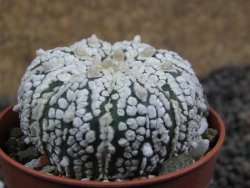 Astrophytum Super Kabuto pot 5,5 cm - 12396921